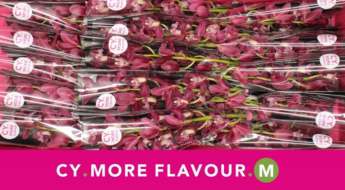 <h4>Mini cymbidium 'Earliflame' 50 cm</h4>