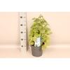 vaste planten 19 cm  Delphinium elatum Delphina Light Blue White Bees
