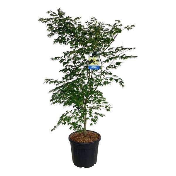 <h4>Acer Arctic Jade ®</h4>