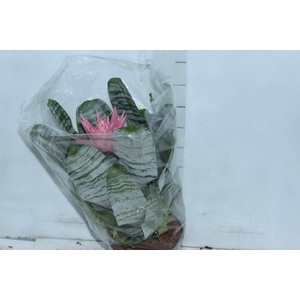 AECHMEA FASCIATA P17