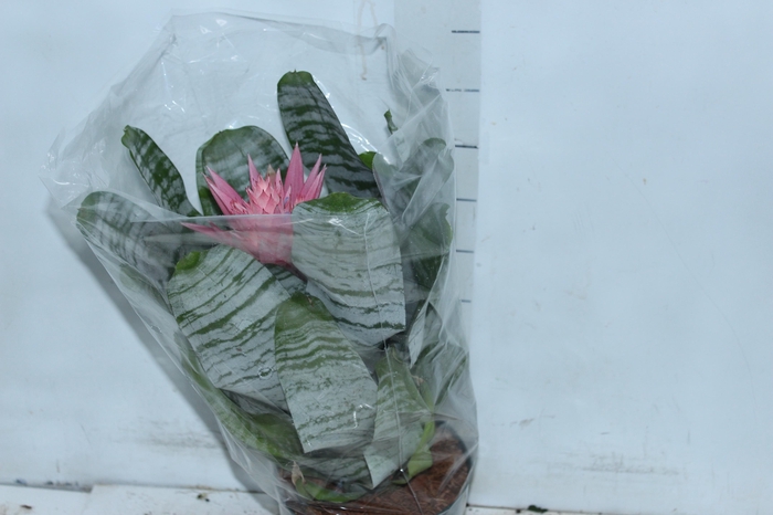 AECHMEA FASCIATA P17