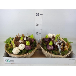 Arr.   Bol/Knolgewas L%