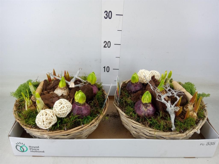 <h4>Arr.   Bol/Knolgewas L%</h4>