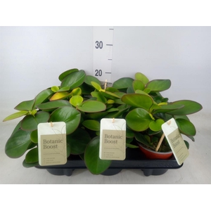 Peperomia clusiifolia 'Red Margin'