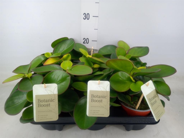 <h4>Peperomia clusiifolia 'Red Margin'</h4>