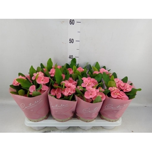 Euphorbia milii 'Charlotte'