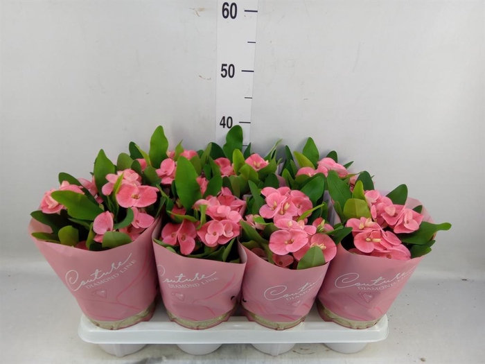 <h4>Euphorbia milii 'Charlotte'</h4>