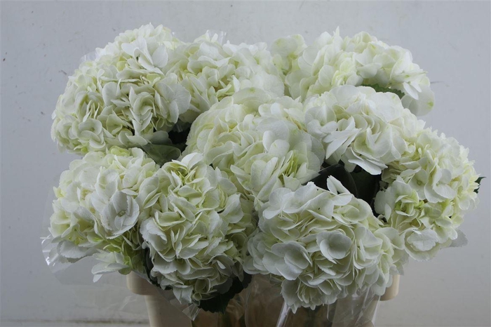 <h4>Hydr. M Ice Age 60-18</h4>