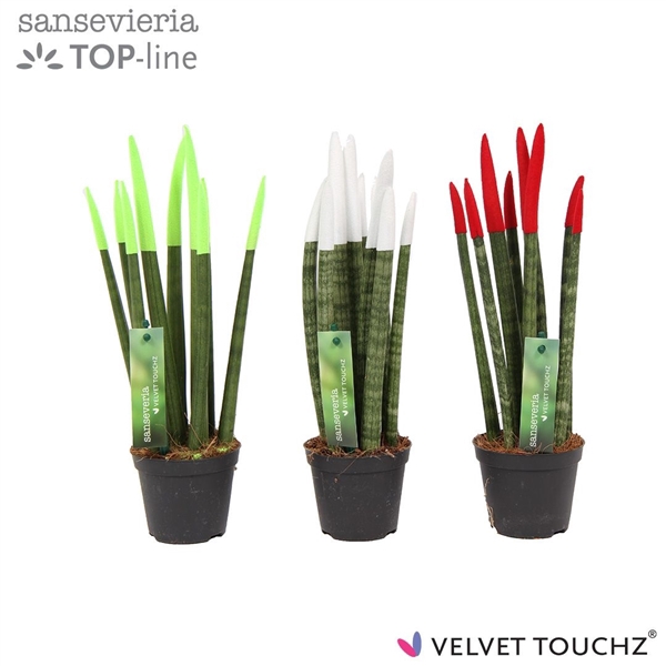<h4>Sansevieria VELVET TOUCHZ®Italië</h4>