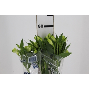 ALSTROEMERIA MISTRAL 080 CM