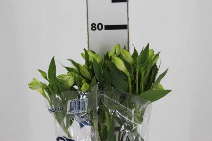 <h4>ALSTROEMERIA MISTRAL 080 CM</h4>