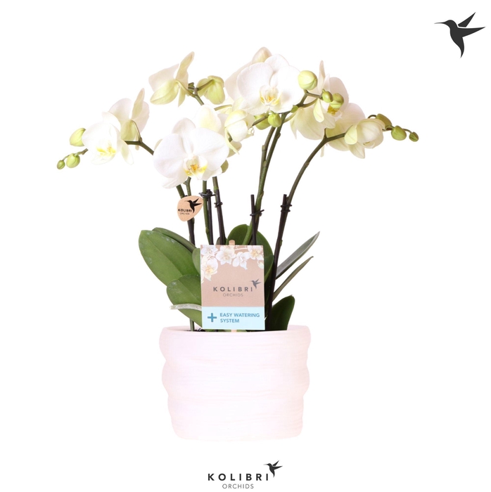 <h4>Kolibri Orchids Phalaenopsis Jewel Ghent 4 spike in pot white with easy watering system</h4>
