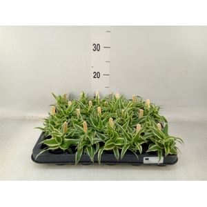 Chlorophytum com. 'Ocean'