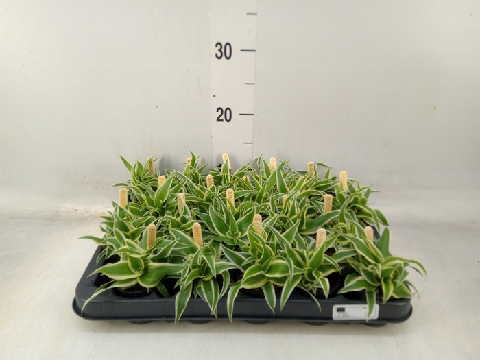 <h4>Chlorophytum com. 'Ocean'</h4>