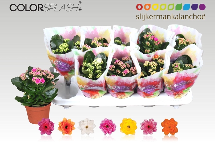 <h4>KAL GE GEM 7 KL</h4>