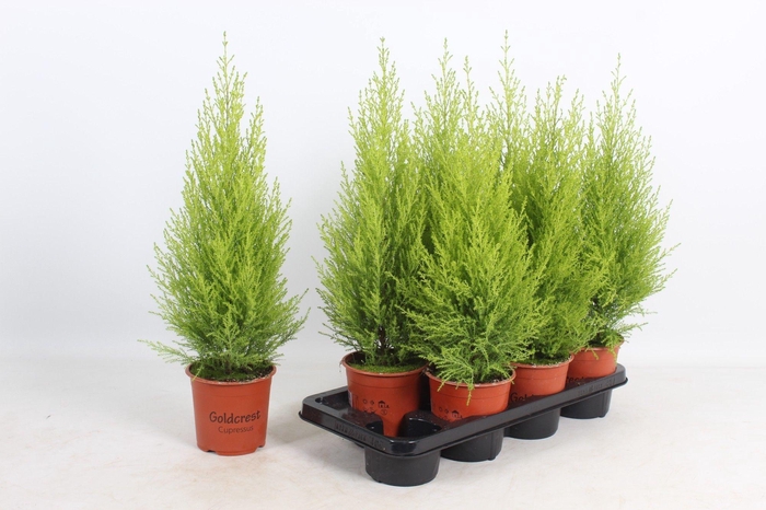 arr8 Cupr Ma Goldc Wilma