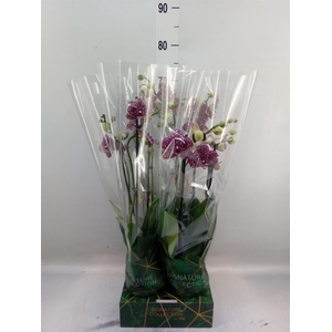 Phalaenopsis  'FC Wildcat'