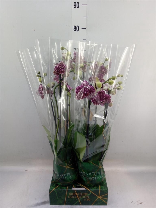 <h4>Phalaenopsis  'FC Wildcat'</h4>