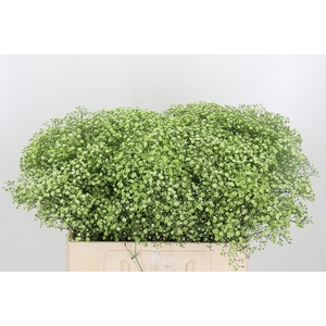 Gyps Painted Groen
