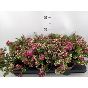 Gaultheria   ...red berry