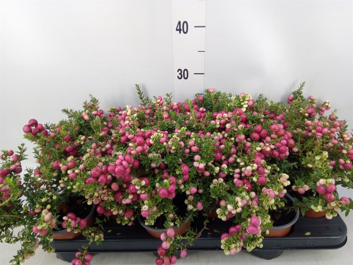 <h4>Gaultheria   ...red berry</h4>