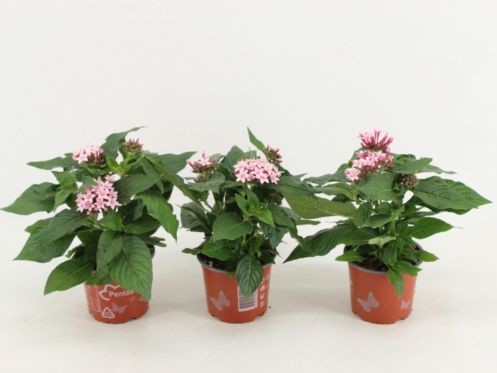 <h4>Pentas Graffiti Lavender</h4>