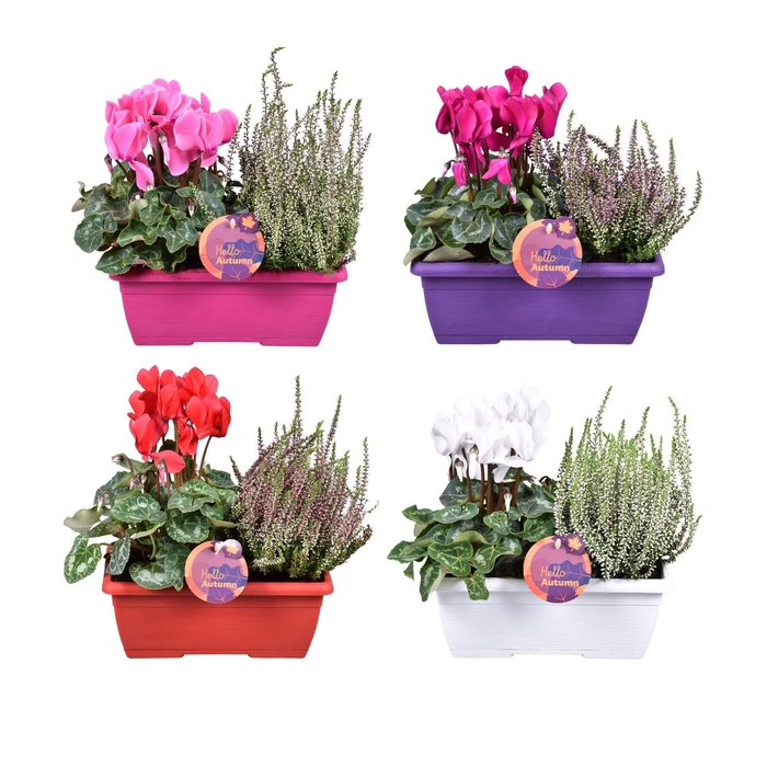 <h4>PERKPL GEM IN POT</h4>