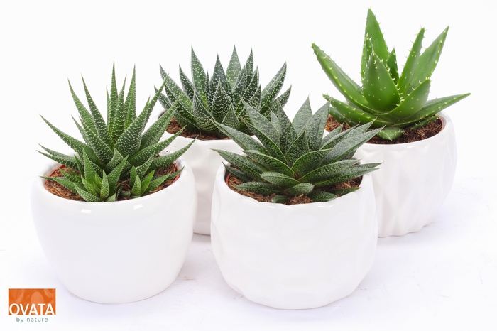 <h4>Succ Gemengd Rocks Keramiek Paros</h4>