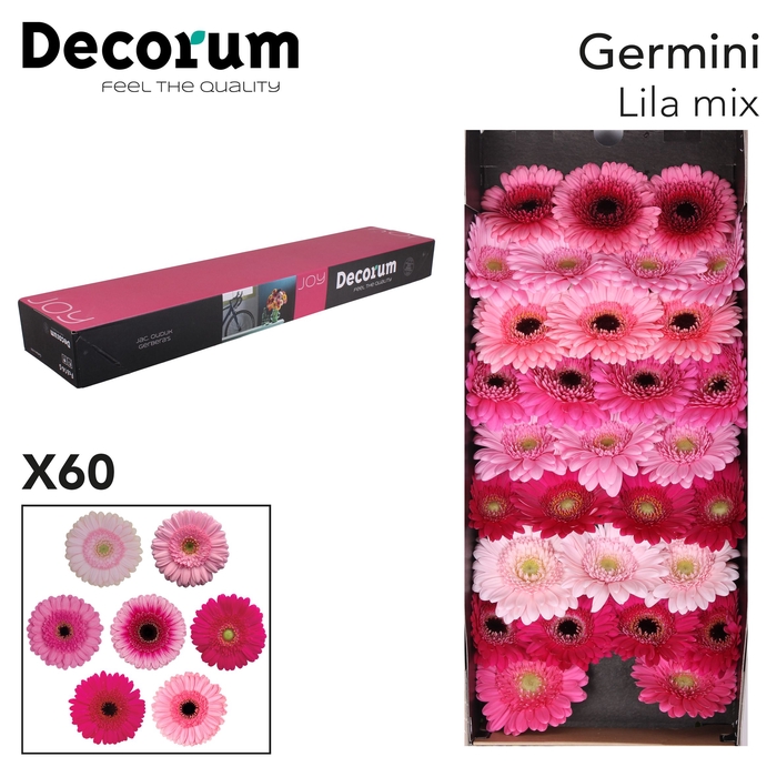 <h4>Germini Mix Lila Doos</h4>