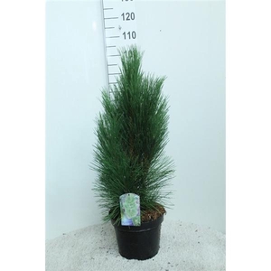 Pinus nigra 'Pyramidalis' P26 potgedrukt