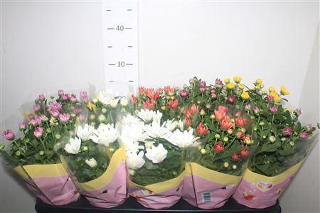 <h4>Chrys Gevuldbl Gem</h4>