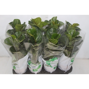 FICUS LYRATA BAMBINO P15 COMPACTO