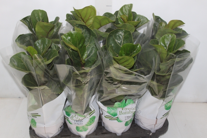 <h4>FICUS LYRATA BAMBINO P15 COMPACTO</h4>