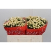 Hypericum Cool Romance