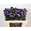 Ageratum Blue Planet