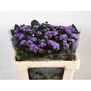 Ageratum Blue Planet