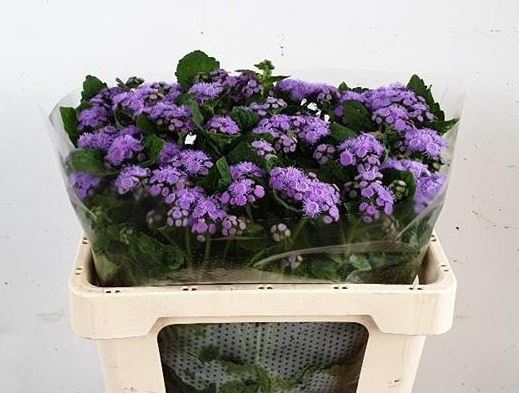 <h4>Ageratum Blue Planet</h4>