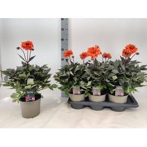 DAHL GARDEN D ORANGE