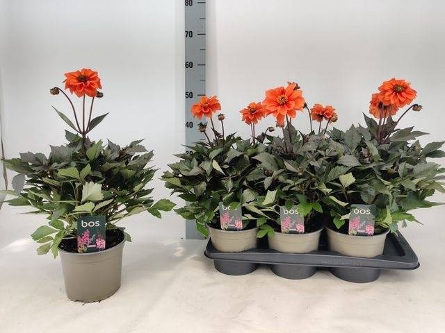 <h4>DAHL GARDEN D ORANGE</h4>