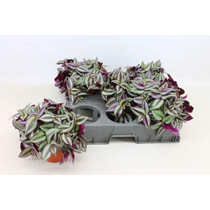 Tradescantia Zebrina P15