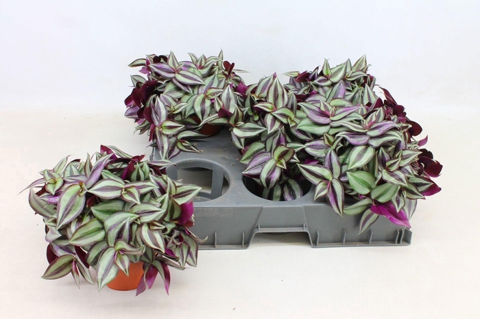 <h4>Tradescantia Zebrina 15cm</h4>