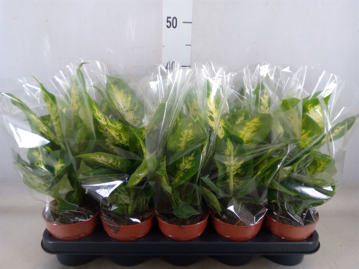 <h4>Dieffenbachia  'Compacta'</h4>