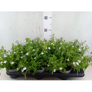 Lobelia  'Curacao Basket White'