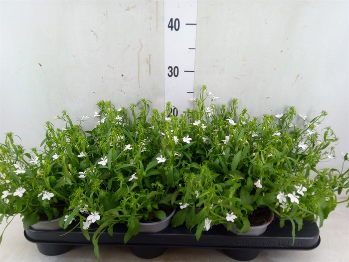 <h4>Lobelia  'Curacao Basket White'</h4>