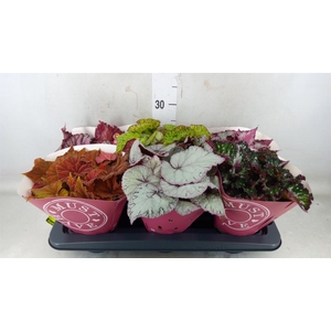 Begonia BD 'Beleaf'   ...mix