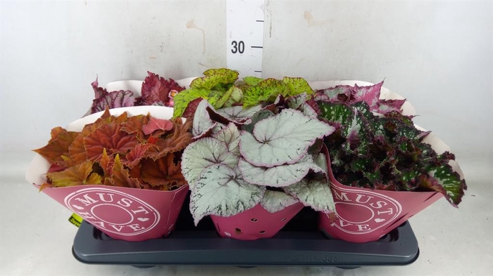 <h4>Begonia BD 'Beleaf'   ...mix</h4>