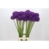 Allium Dark Knight
