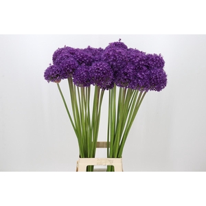 Allium Dark Knight