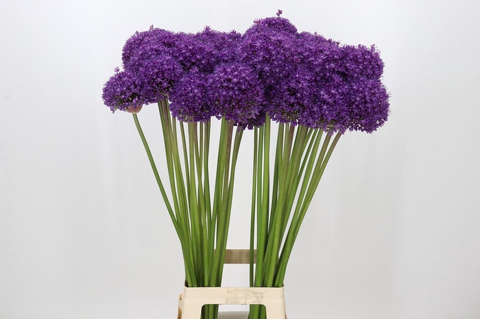 <h4>Allium Dark Knight</h4>