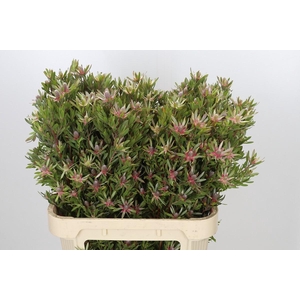 Leucadendron Ayoba Star Pearl